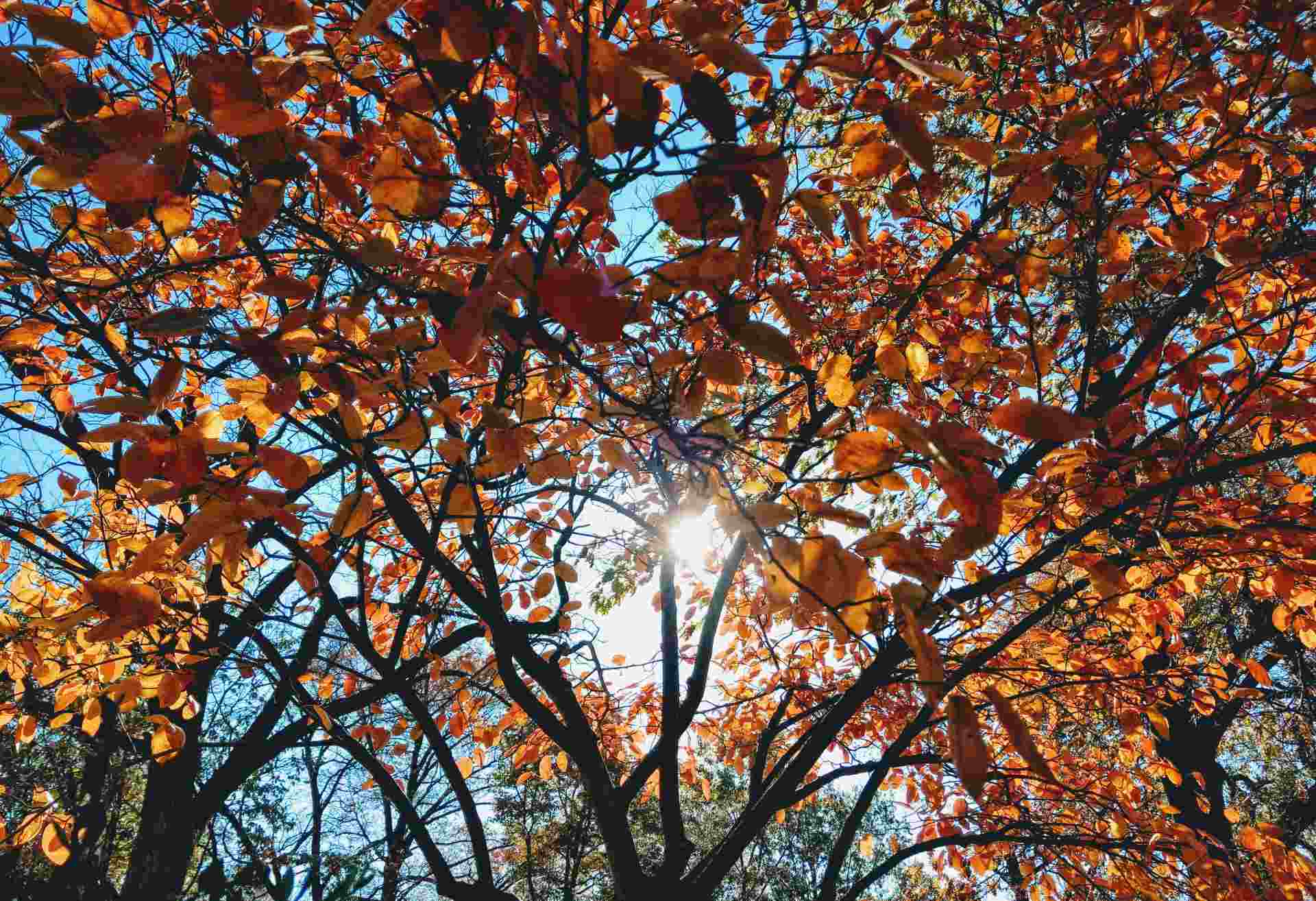 Sun through trees