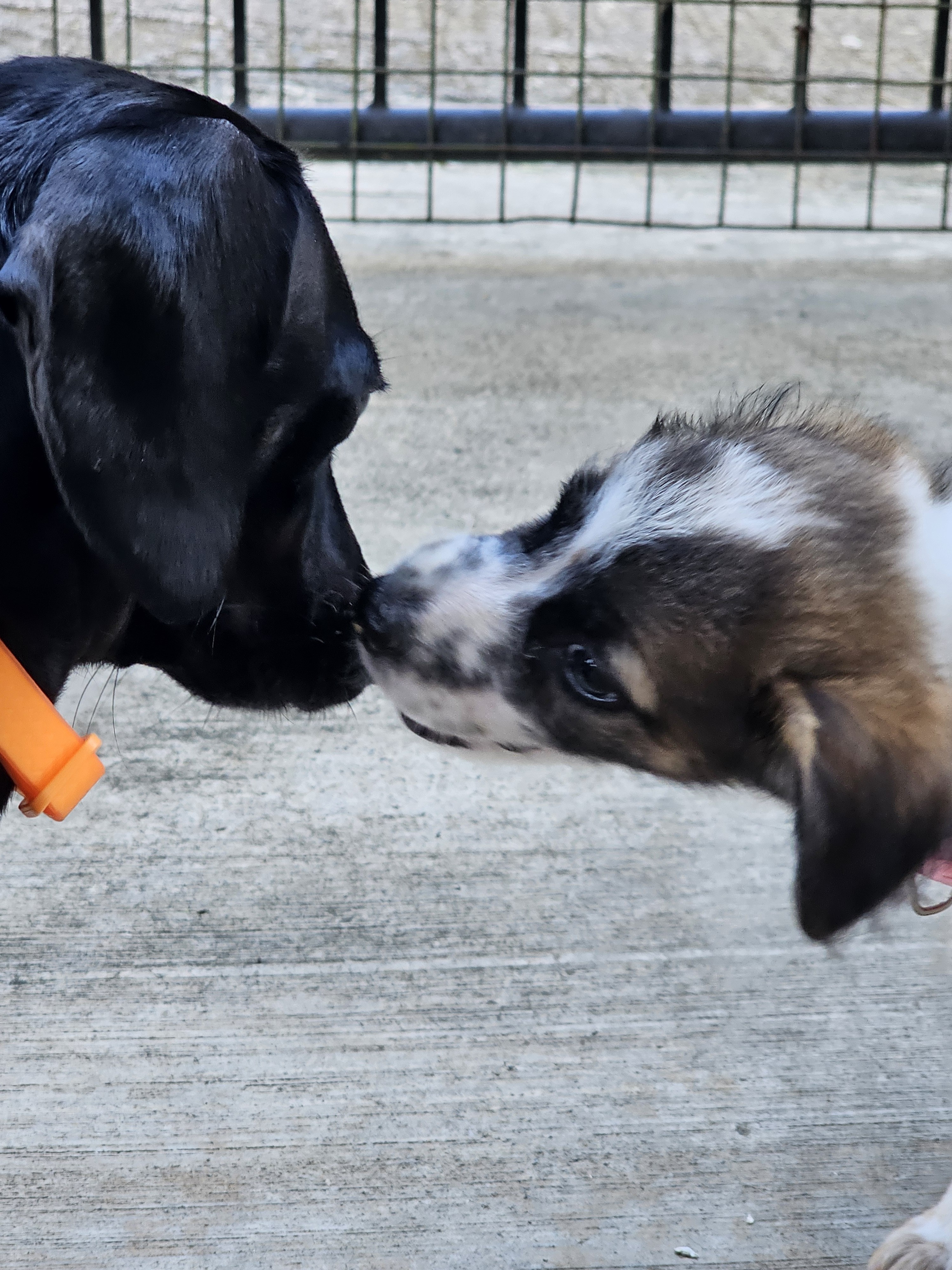 dogs