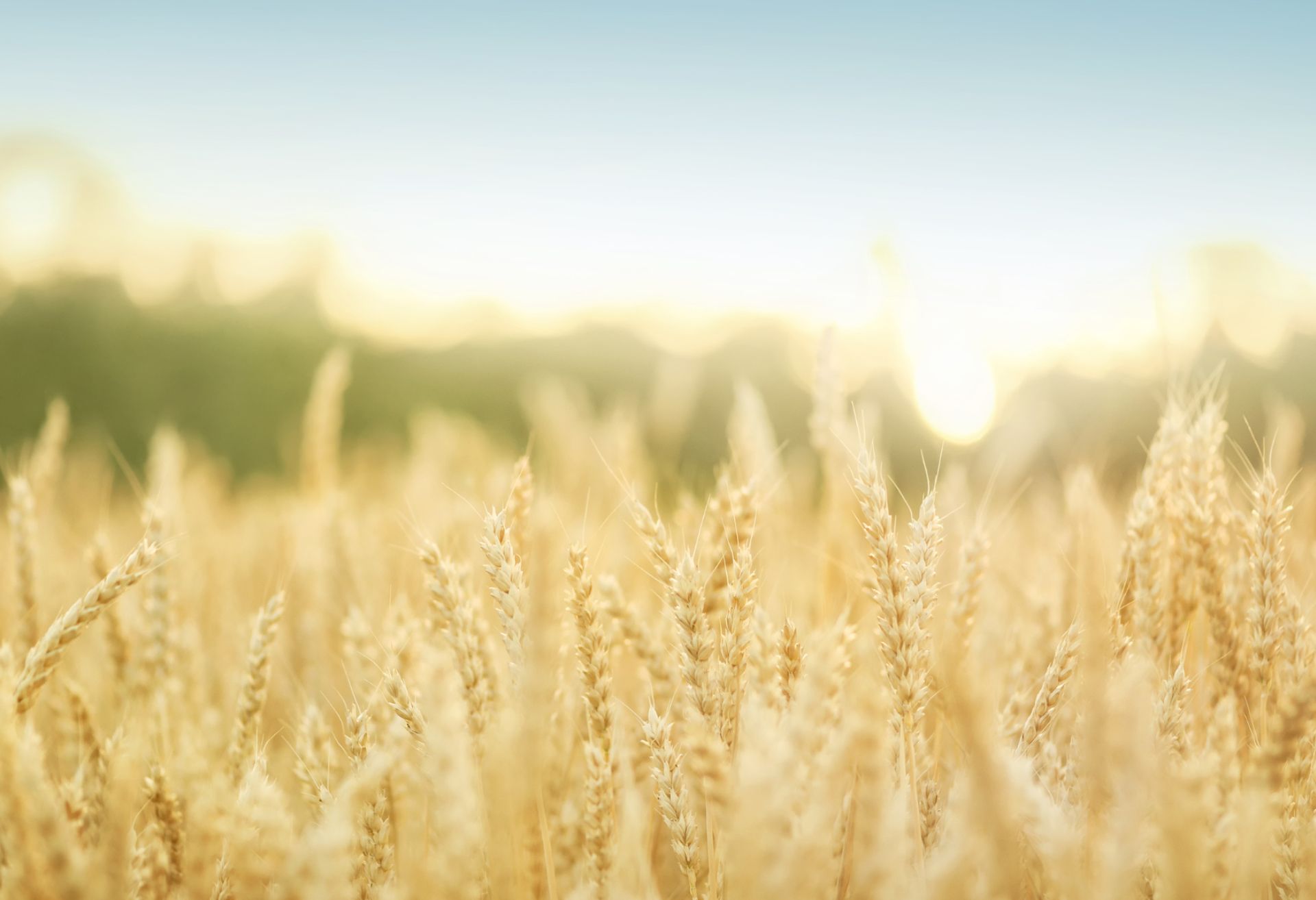 Photograph of a harvest ready wheat field