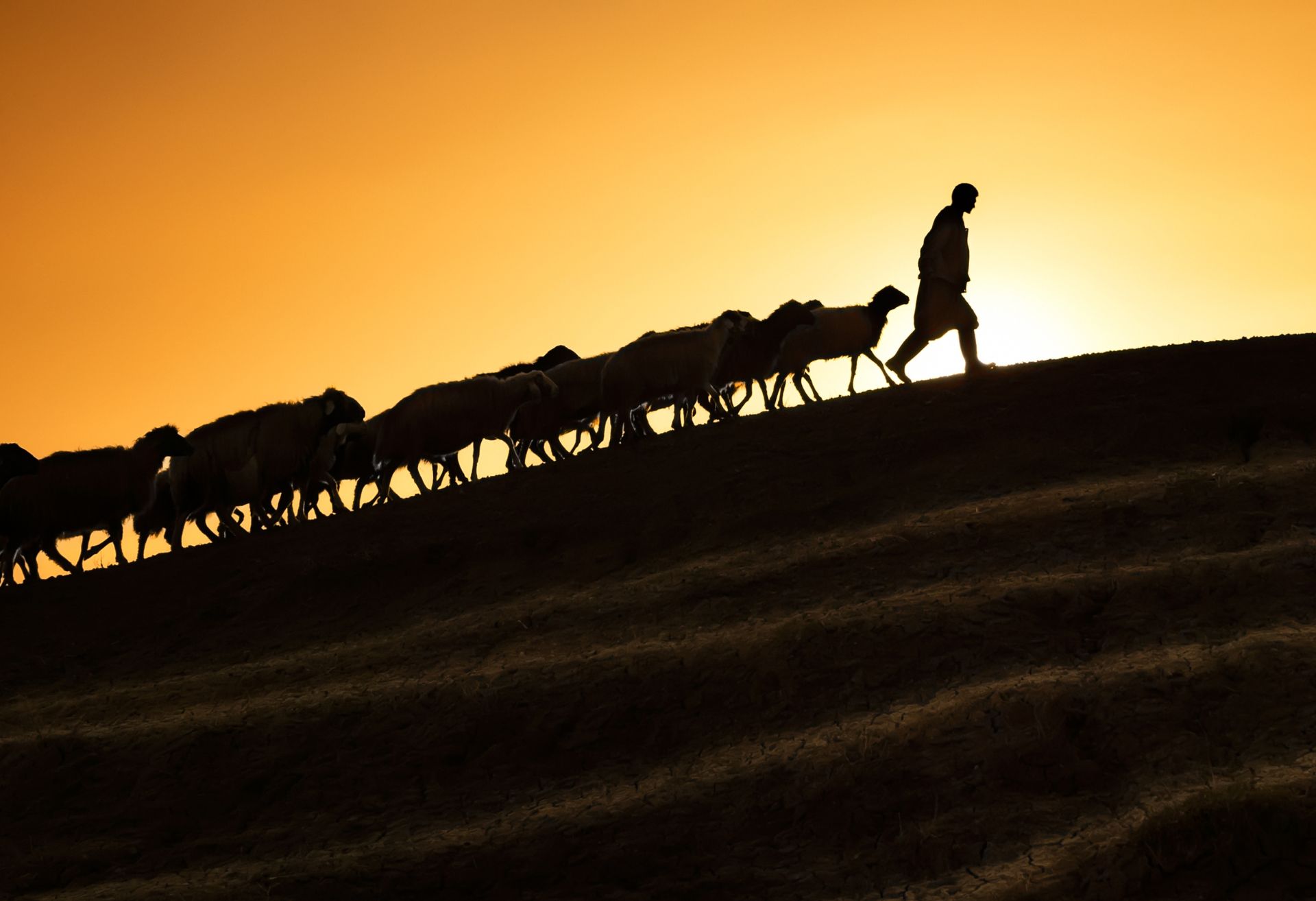 Image of shepherd and sheep
